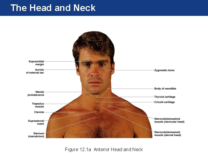 The Head and Neck Figure 12. 1 a Anterior Head and Neck 