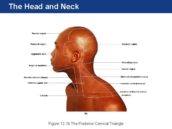 The Head and Neck Figure 12. 1 b The Posterior Cervical Triangle 