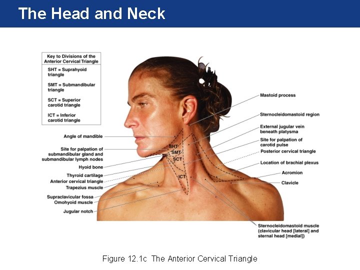 The Head and Neck Figure 12. 1 c The Anterior Cervical Triangle 