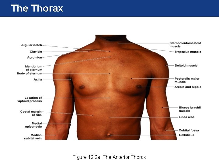 The Thorax Figure 12. 2 a The Anterior Thorax 