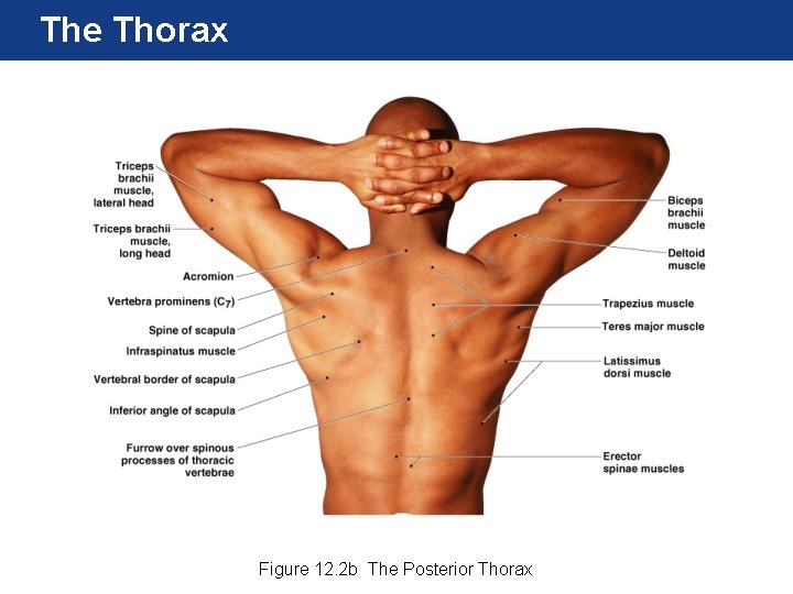 The Thorax Figure 12. 2 b The Posterior Thorax 