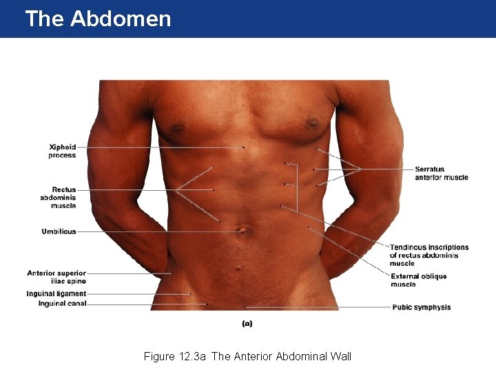 The Abdomen Figure 12. 3 a The Anterior Abdominal Wall 