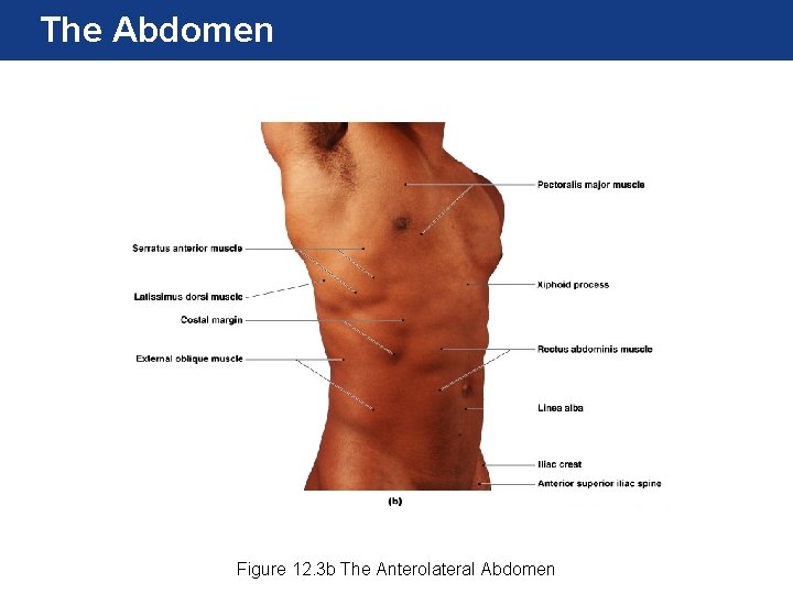 The Abdomen Figure 12. 3 b The Anterolateral Abdomen 