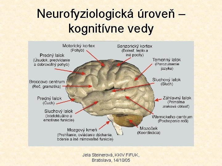 Neurofyziologická úroveň – kognitívne vedy Jela Steinerová, KKIV Fi. FUK, Bratislava, 14/10/05 