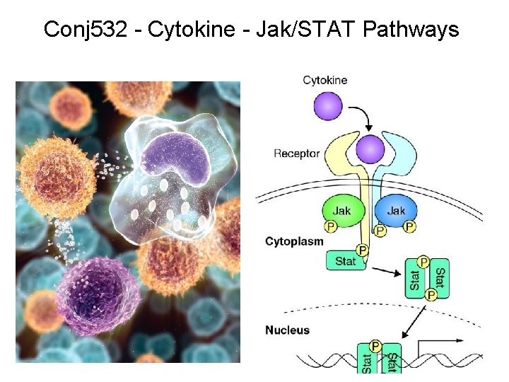 Conj 532 - Cytokine - Jak/STAT Pathways 