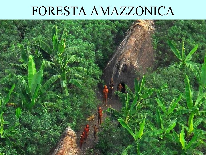 FORESTA AMAZZONICA FORESTA AMAZZONICA