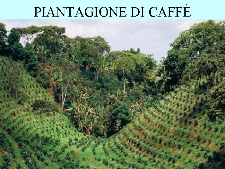 PIANTAGIONE DI CAFFÈ PIANTAGIONE DI CAFFÈ