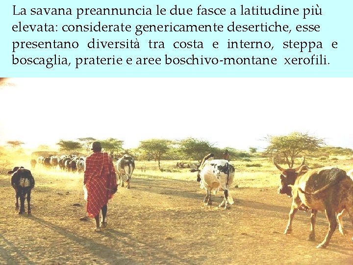 La savana preannuncia le due fasce a latitudine più elevata: considerate genericamente desertiche, esse La savana preannuncia le due fasce a latitudine più elevata: considerate genericamente desertiche, esse