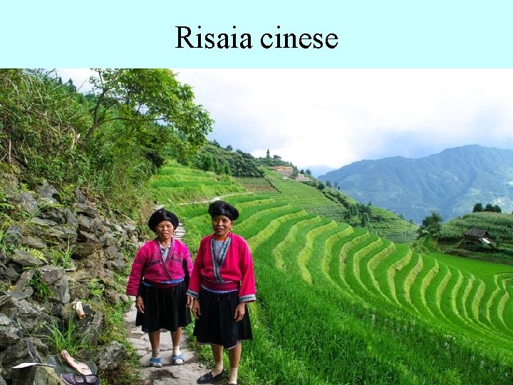 Risaia cinese Risaia cinese