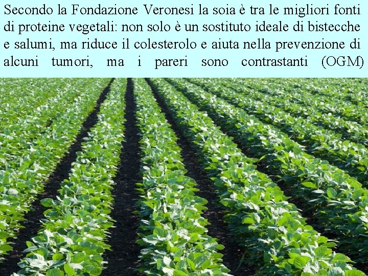 Secondo la Fondazione Veronesi la soia è tra le migliori fonti di proteine vegetali: Secondo la Fondazione Veronesi la soia è tra le migliori fonti di proteine vegetali: