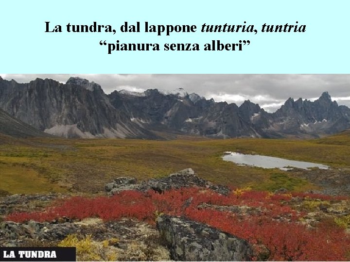 La tundra, dal lappone tunturia, tuntria “pianura senza alberi” La tundra, dal lappone tunturia, tuntria “pianura senza alberi”