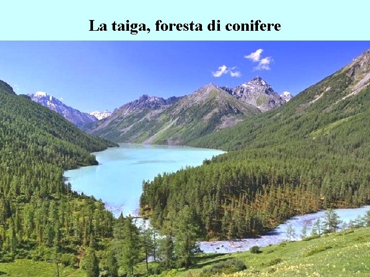 La taiga, foresta di conifere La taiga, foresta di conifere