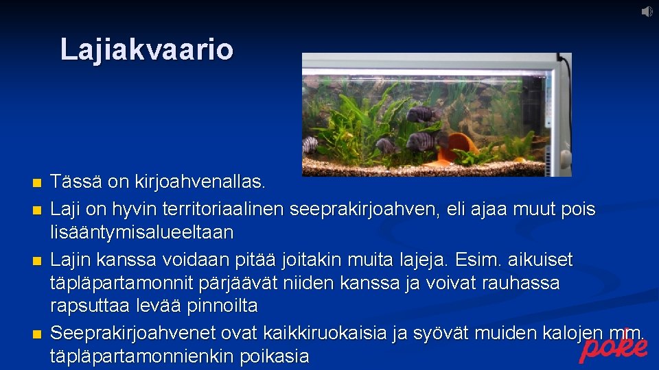 Lajiakvaario n n Tässä on kirjoahvenallas. Laji on hyvin territoriaalinen seeprakirjoahven, eli ajaa muut