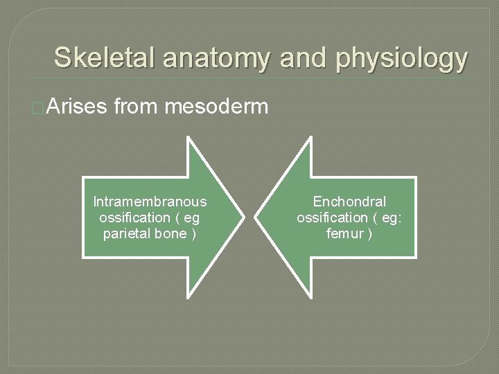 Skeletal anatomy and physiology �Arises from mesoderm Intramembranous ossification ( eg parietal bone )