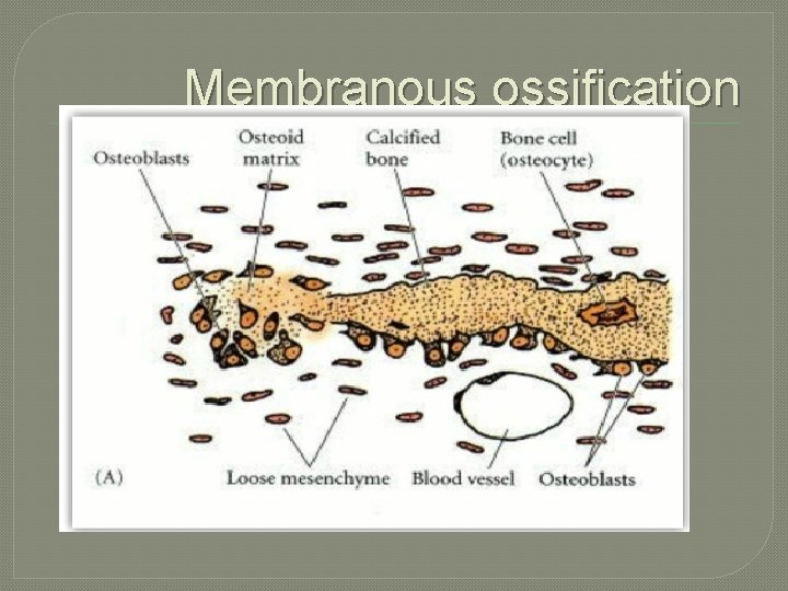 Membranous ossification 