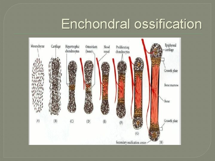 Enchondral ossification 