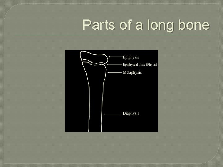 Parts of a long bone 