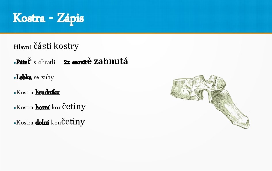 Kostra - Zápis Hlavní části kostry ● Páteř s obratli – 2 x esovitě