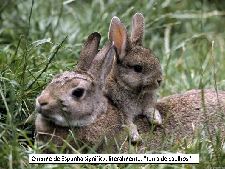 O nome de Espanha significa, literalmente, "terra de coelhos". 