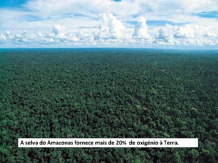 A selva do Amazonas fornece mais de 20% de oxigénio à Terra. 