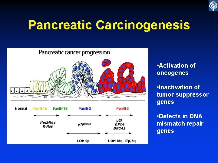 Pancreatic Carcinogenesis • Activation of oncogenes • Inactivation of tumor suppressor genes • Defects