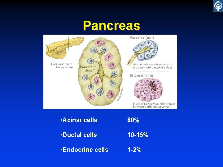 Pancreas • Acinar cells 80% • Ductal cells 10 -15% • Endocrine cells 1