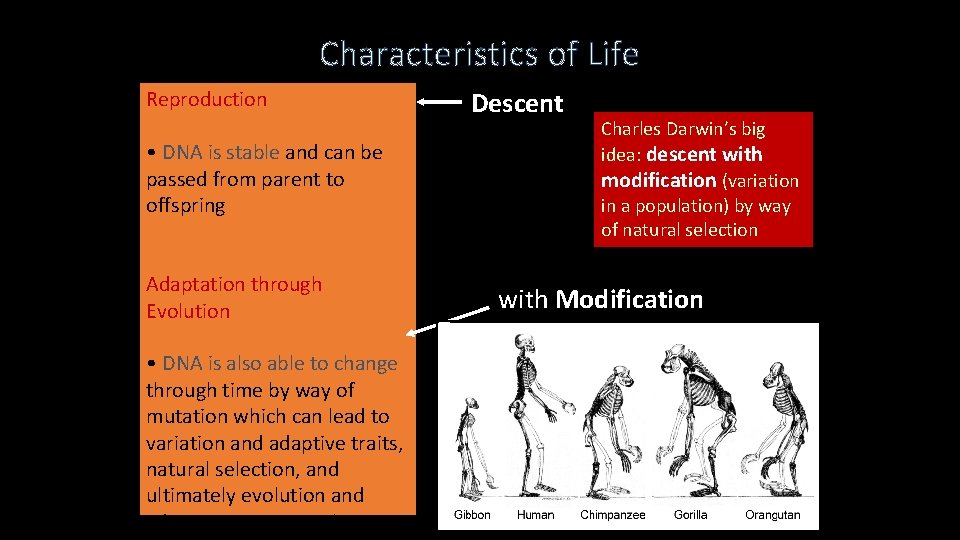 Characteristics of Life Reproduction • DNA is stable and can be passed from parent