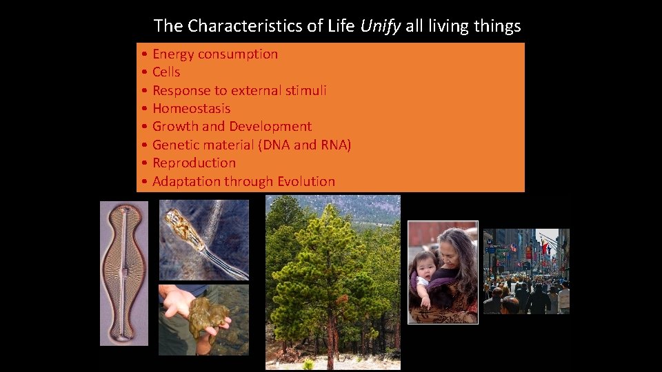 The Characteristics of Life Unify all living things • Energy consumption • Cells •