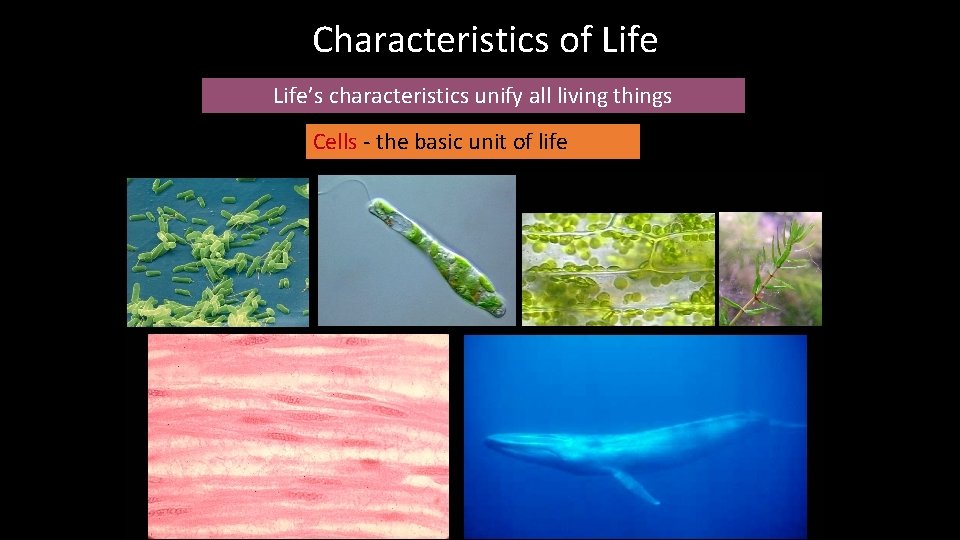 Characteristics of Life’s characteristics unify all living things Cells - the basic unit of
