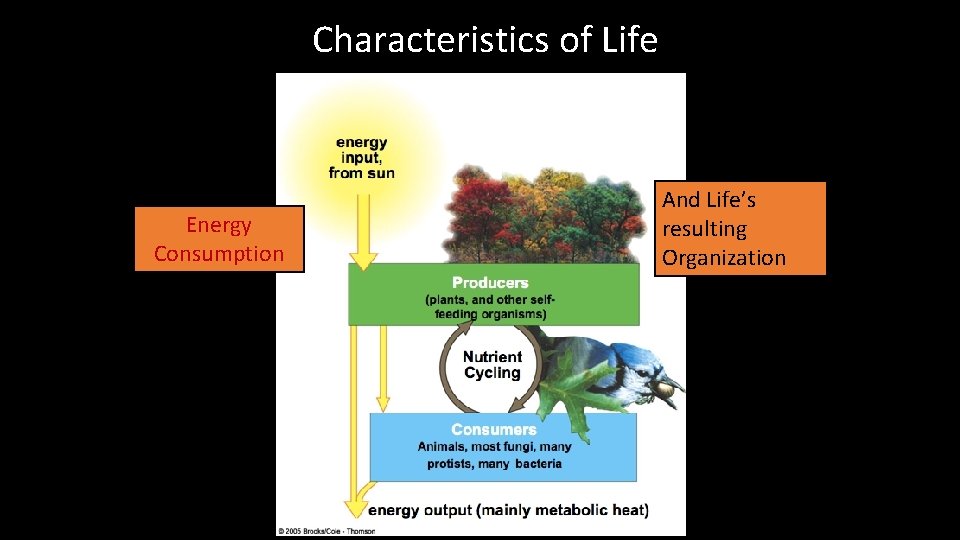 Characteristics of Life Energy Consumption And Life’s resulting Organization 