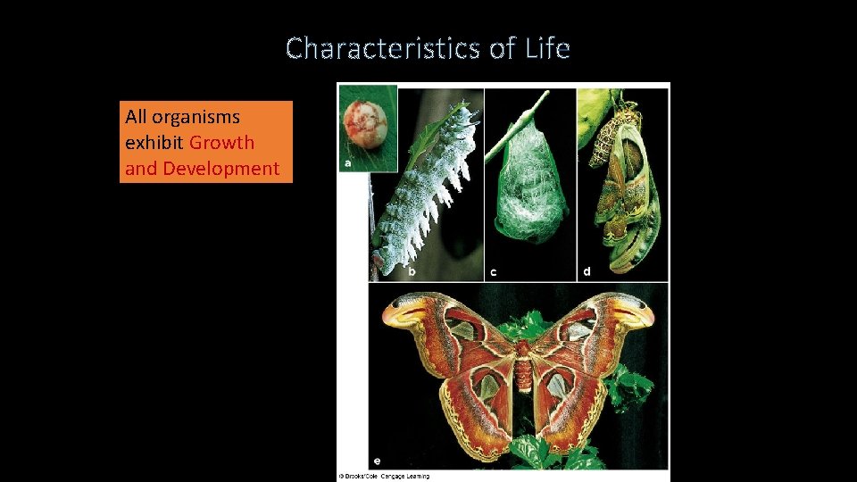 Characteristics of Life All organisms exhibit Growth and Development 