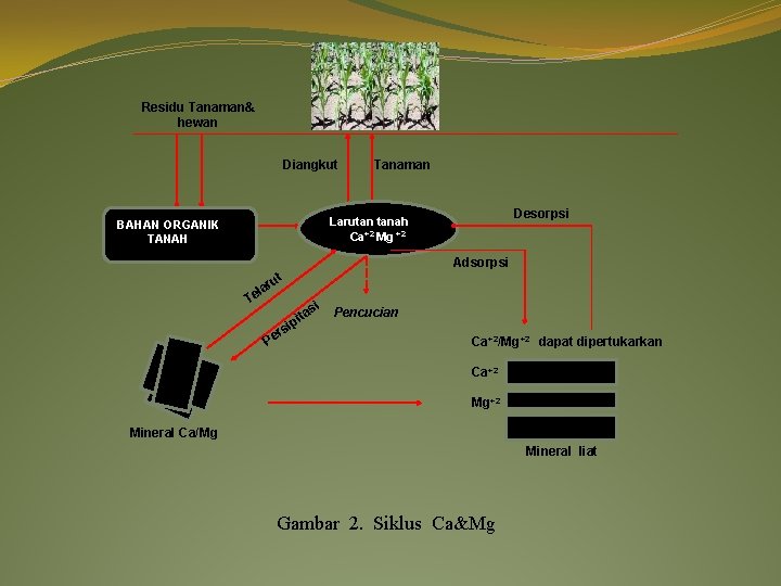 Residu Tanaman& hewan Diangkut Tanaman Desorpsi Larutan tanah Ca+2 Mg +2 BAHAN ORGANIK TANAH