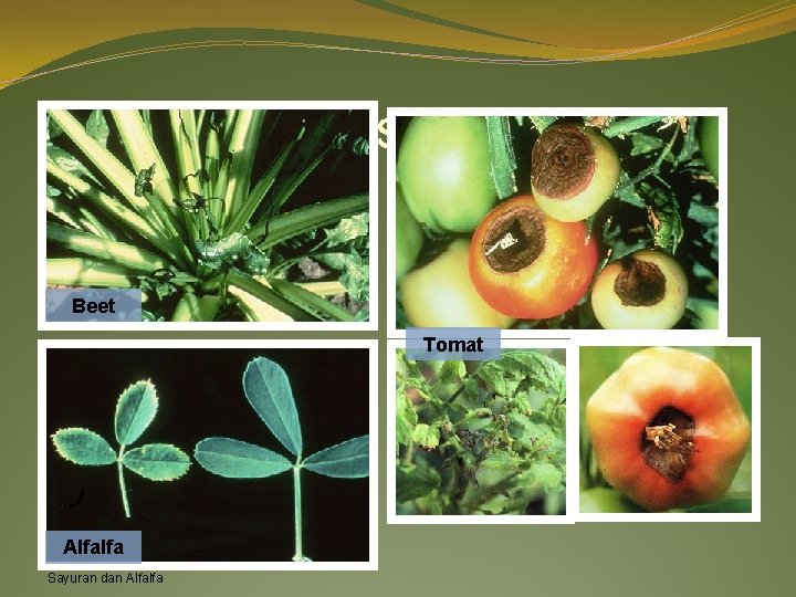 Defisiensi Kalsium (Ca) Beet Tomat Alfalfa Sayuran dan Alfalfa 