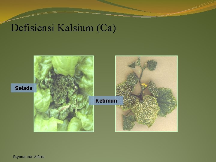 Defisiensi Kalsium (Ca) Selada Ketimun Sayuran dan Alfalfa 