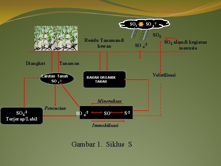 SO 2 Residu Tanaman& hewan Diangkut Terjerap/Labil SO 2 SO 4 -2 SO 2
