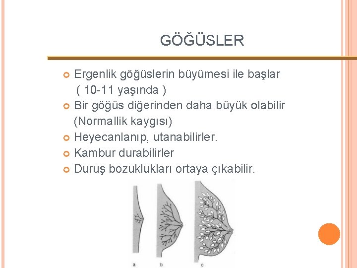 GÖĞÜSLER Ergenlik göğüslerin büyümesi ile başlar ( 10 -11 yaşında ) Bir göğüs diğerinden