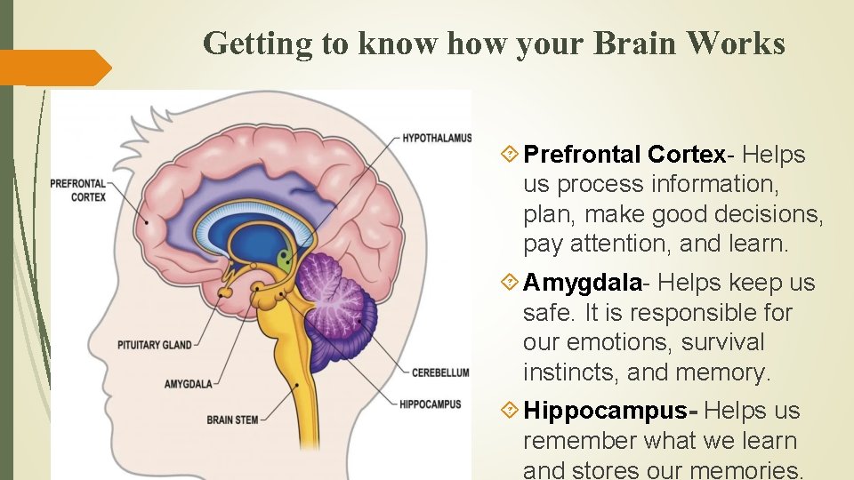 Getting to know how your Brain Works Prefrontal Cortex- Helps us process information, plan,