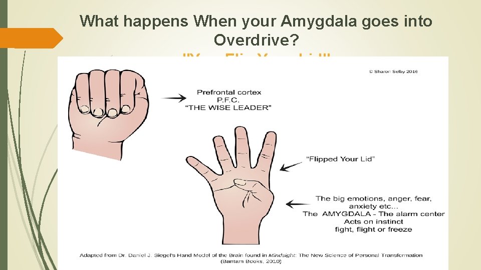 What happens When your Amygdala goes into Overdrive? "You Flip Your Lid" 