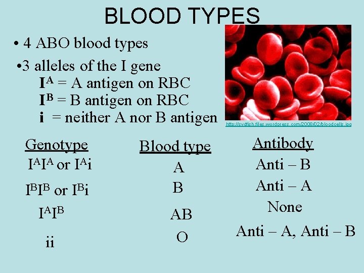 BLOOD TYPES • 4 ABO blood types • 3 alleles of the I gene