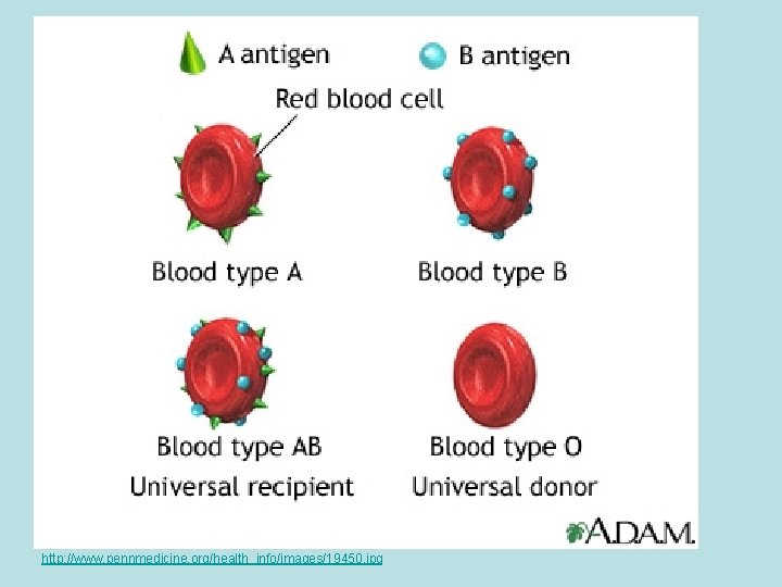 http: //www. pennmedicine. org/health_info/images/19450. jpg 