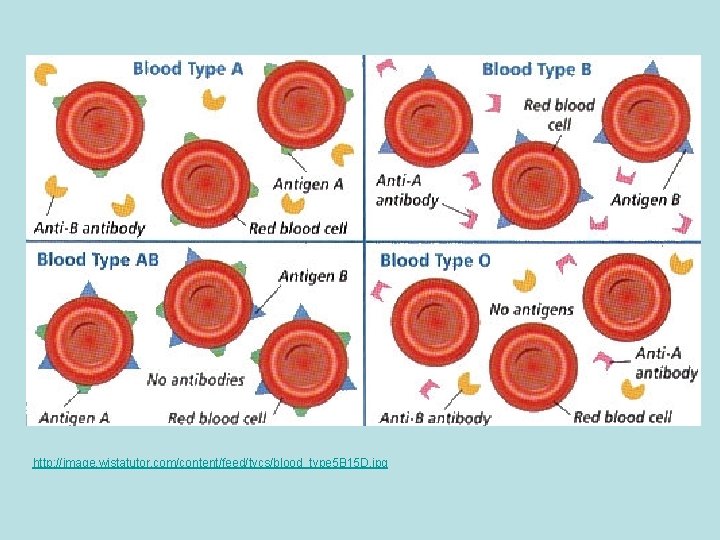 http: //image. wistatutor. com/content/feed/tvcs/blood_type 5 B 15 D. jpg 
