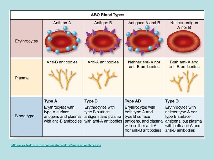 http: //www. biologycorner. com/anatomy/blood/images/bloodtypes. jpg 