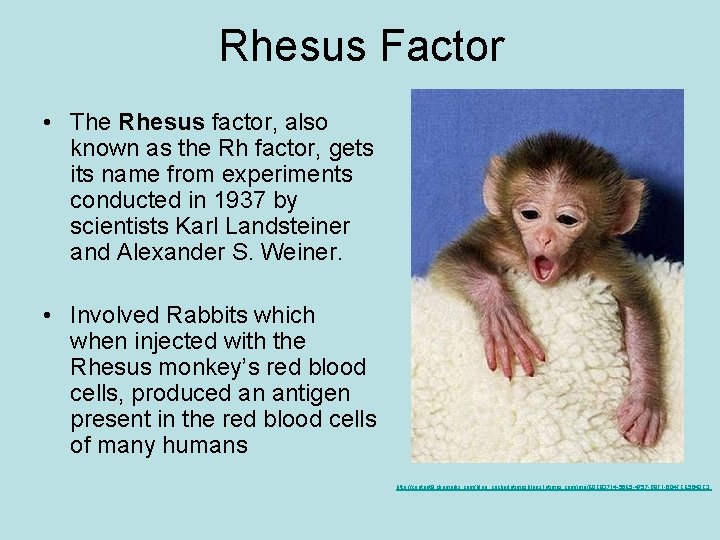 Rhesus Factor • The Rhesus factor, also known as the Rh factor, gets its