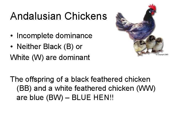 Andalusian Chickens • Incomplete dominance • Neither Black (B) or White (W) are dominant