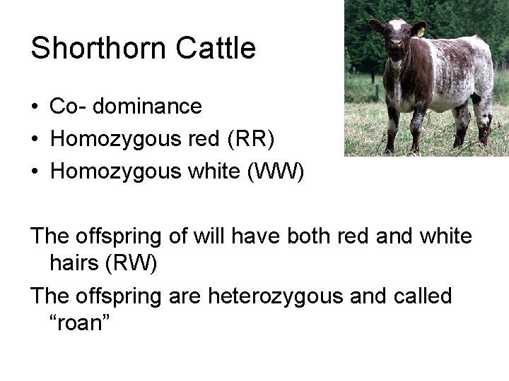 Shorthorn Cattle • Co- dominance • Homozygous red (RR) • Homozygous white (WW) The