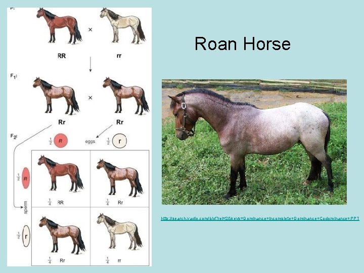 Roan Horse http: //search. vadlo. com/b/q? rel=2&keys=Dominance+Incomplete+Dominance+Codominance+PPT 