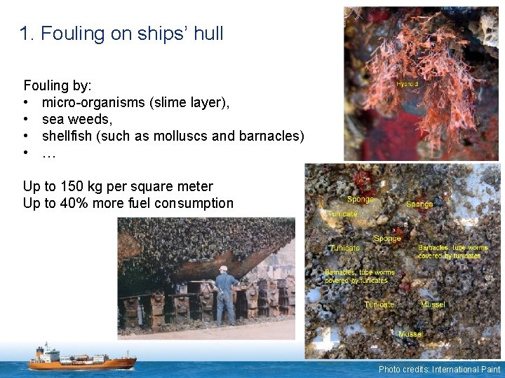 1. Fouling on ships’ hull Fouling by: • micro-organisms (slime layer), • sea weeds,