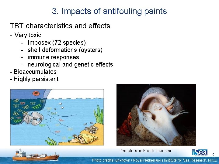 3. Impacts of antifouling paints TBT characteristics and effects: - Very toxic - Imposex