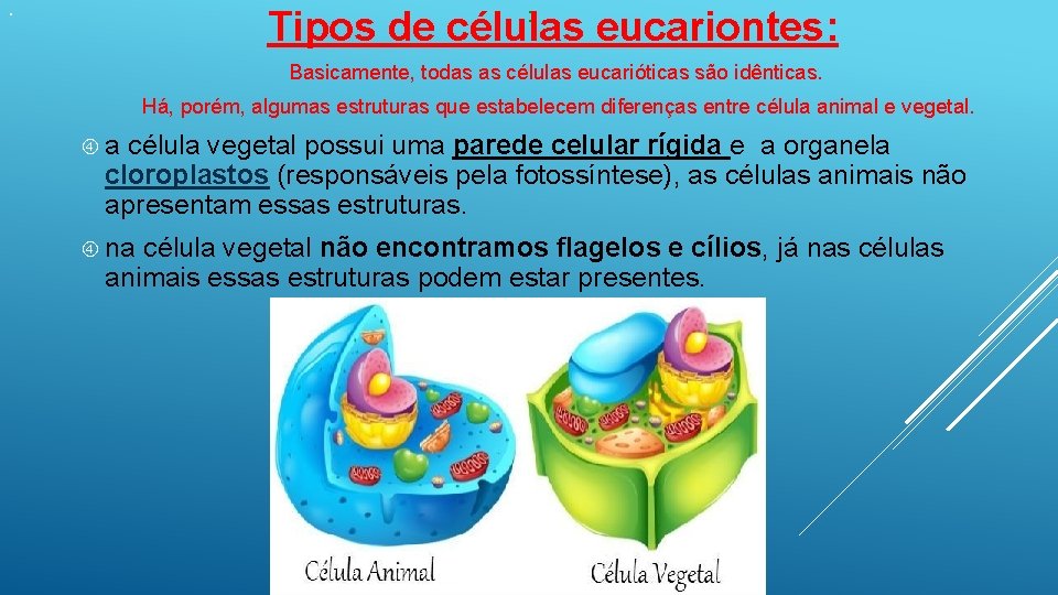 . Tipos de células eucariontes: : Basicamente, todas as células eucarióticas são idênticas. Há,