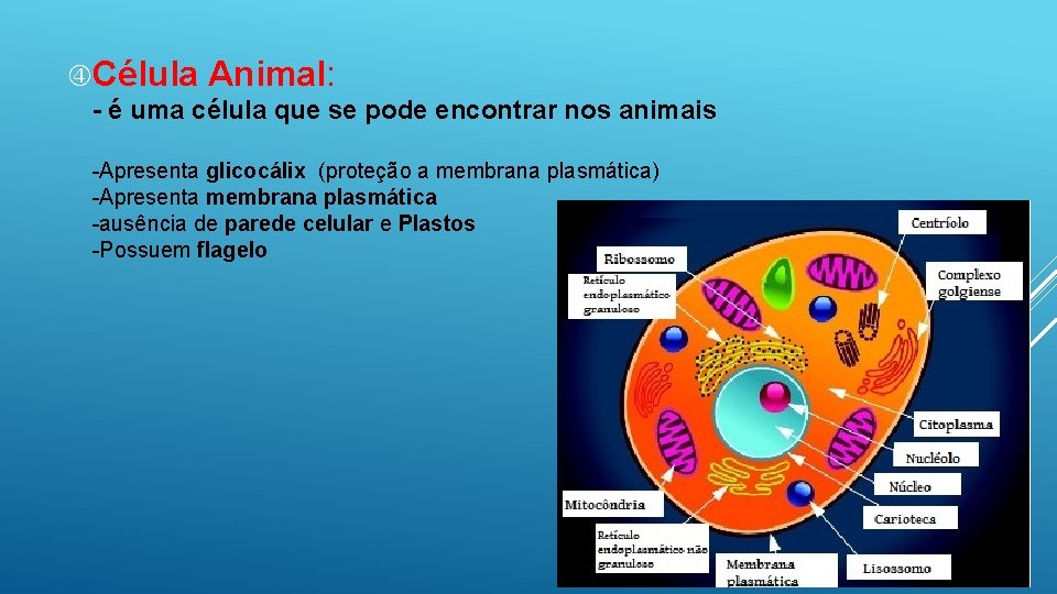  Célula Animal: - é uma célula que se pode encontrar nos animais -Apresenta